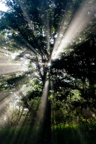 La Luz entra en el bosque