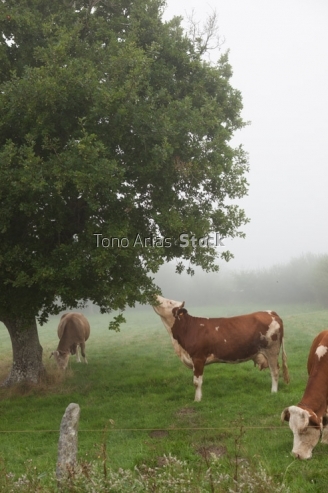 Vacas , A Estrada, Galicia