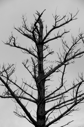Arboles secos serra da Capelada, Galicia