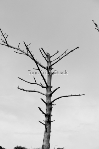 Arboles secos serra da Capelada, Galicia