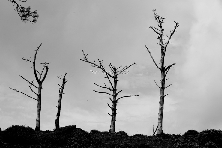Arboles secos serra da Capelada, Galicia