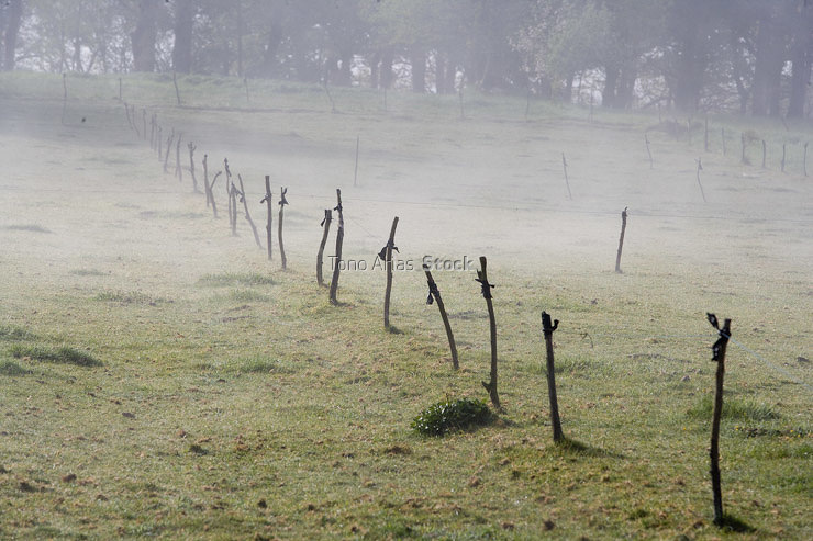 Campos, Abadín
