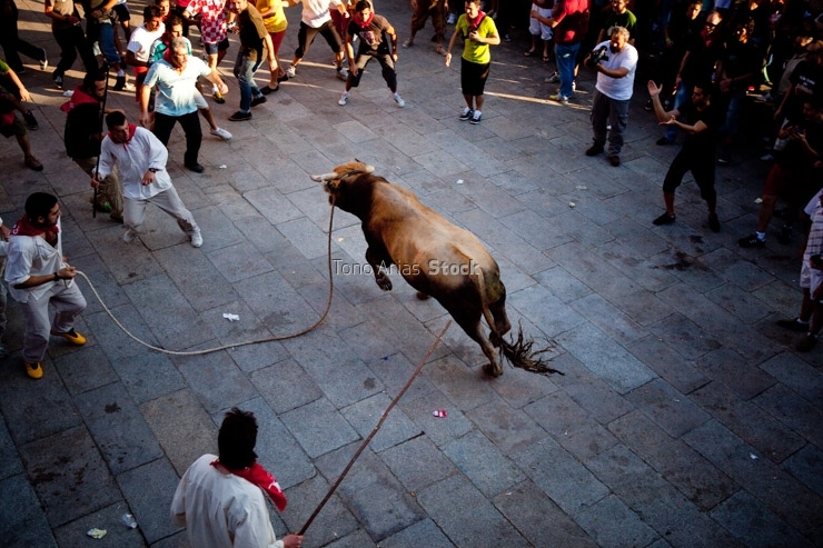 Festa do Boi, Allariz, provincia de Ourense, Galicia
