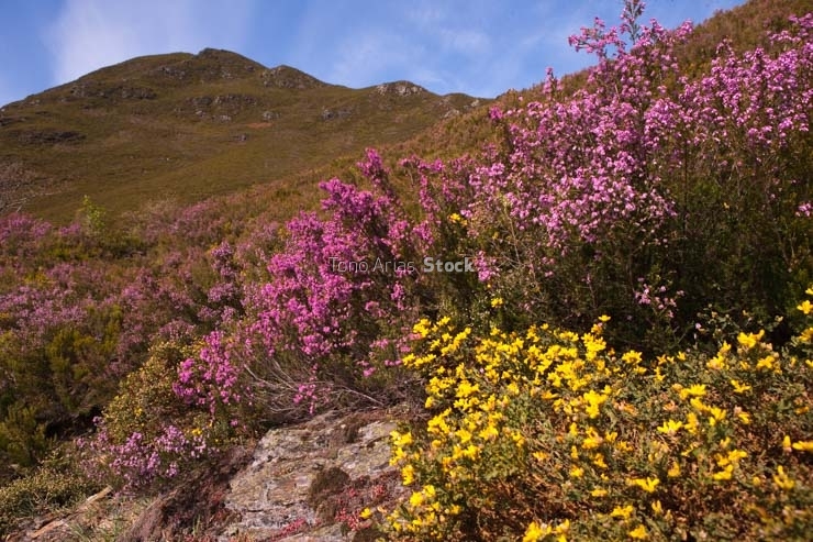 O Caurel, provincia de Lugo, Galicia