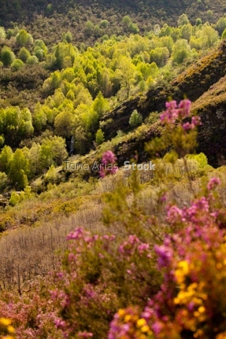Paisaxe O Caurel, provincia de Lugo, Galicia