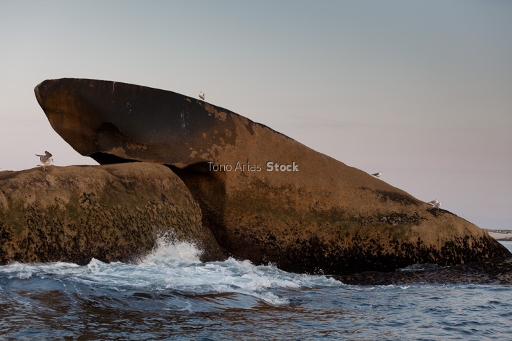 Pedra parecida a un tiburón, ría de Arousa, Galicia