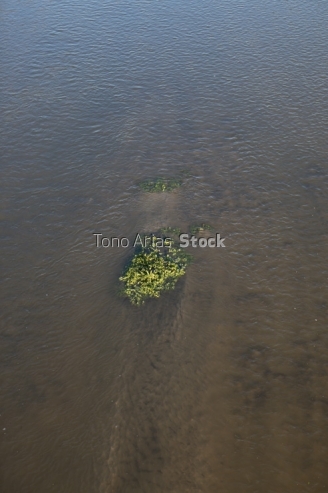 Planta en el río Manzanares, Madrid