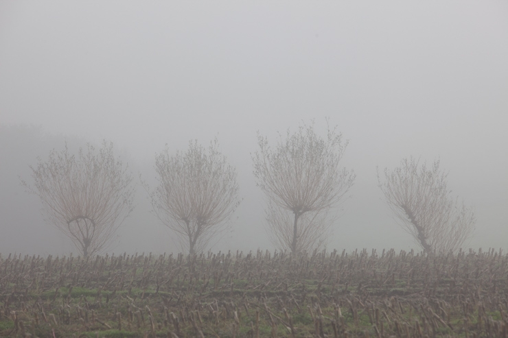 Árbol, Toedo, A Estrada, Galicia