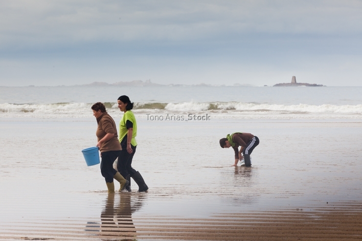 Recolledo berberechos na praia do pindo, Galicia