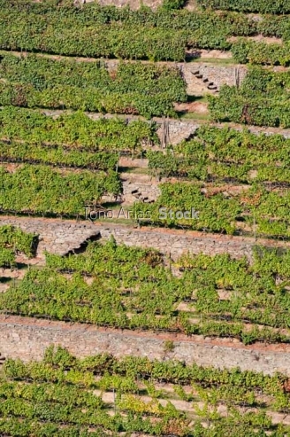 Viñedos, Ribeira Sacra, Galicia