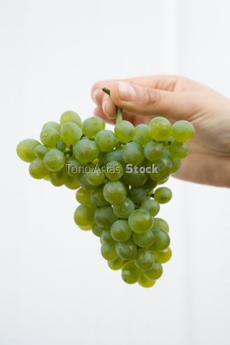 Viñedos, Ribeira Sacra, Galicia