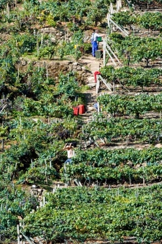 Viñedos, Ribeira Sacra, Galicia