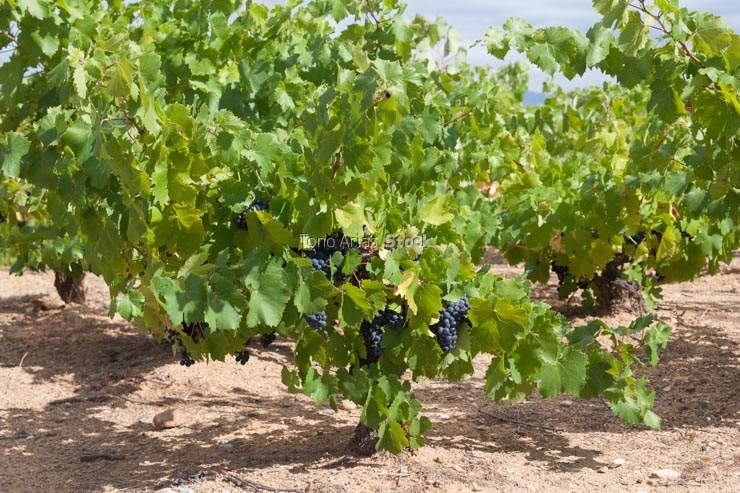 Viñedos, Villafranca del Bierzo, Castilla León,