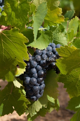 Viñedos, Villafranca del Bierzo, Castilla León,