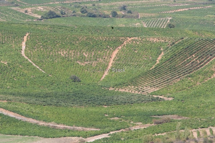 Viñedos, Villafranca del Bierzo, Castilla León,