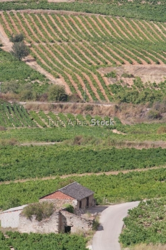 Viñedos, Villafranca del Bierzo, Castilla León,