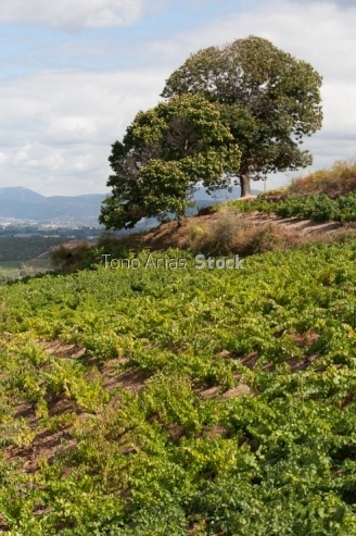Viñedos, Villafranca del Bierzo, Castilla León,