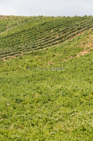 Viñedos, Villafranca del Bierzo, Castilla León,