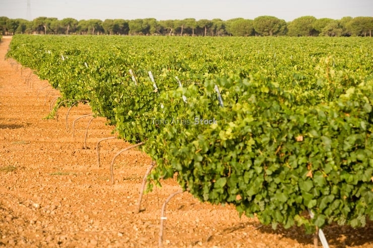 viñedos,Rueda, provincia de Valladolid, Castilla y León