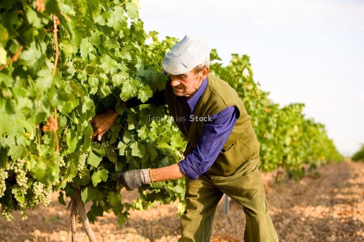 viñedos,Rueda, provincia de Valladolid, Castilla y León